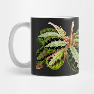 Maranta leuconeura "Silver Band" botanical illustration Mug